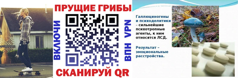 гидра ТОР  Сорск  Псилоцибиновые грибы мицелий 